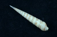 藏品(蒼白筍螺 )的圖片